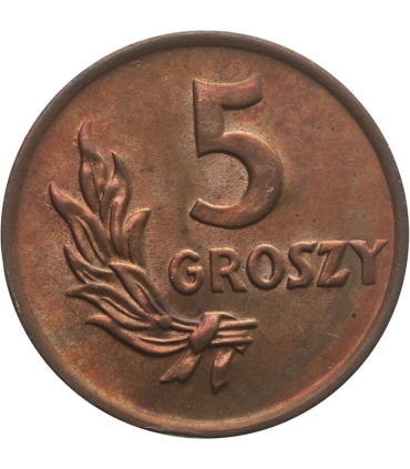 5 groszy 1949, brąz, mennicza stan 1, piękna, tęczowy połysk
